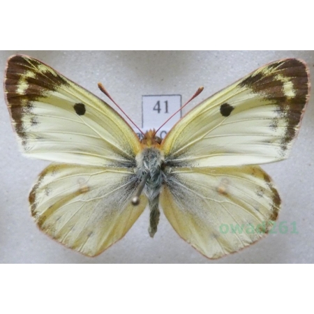 Colias alfacariensis Ribbe, 1905 male Szlaczkoń południowiec Czech41
